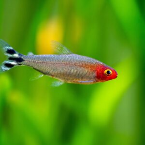 Tisburys Aquatic Centre