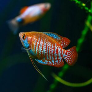 Tisburys Aquatic Centre