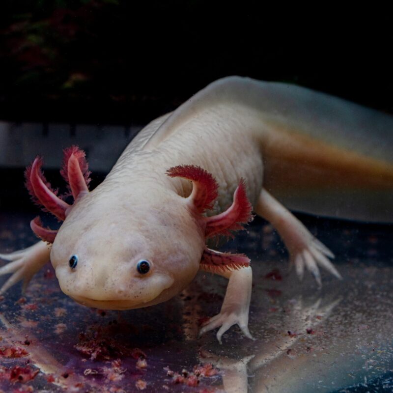 Tisburys Aquatic Centre