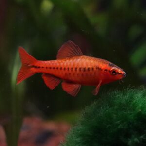 Tisburys Aquatic Centre