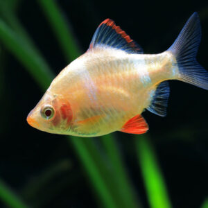 Tisburys Aquatic Centre