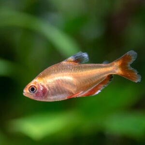Tisburys Aquatic Centre