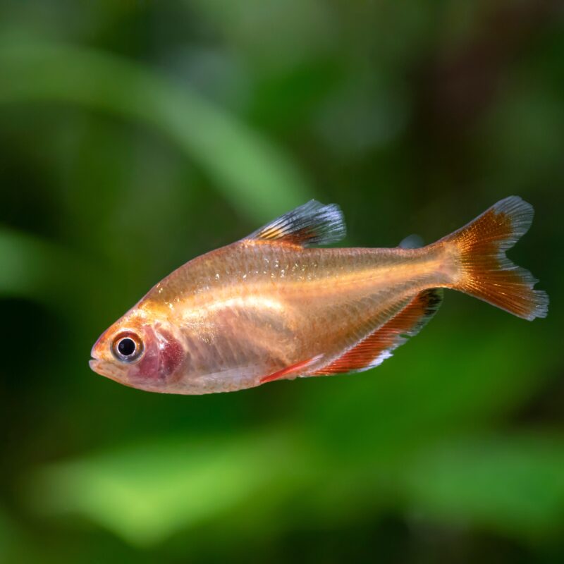 Tisburys Aquatic Centre