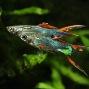 Tisburys Aquatic Centre