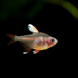 Tisburys Aquatic Centre