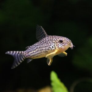 Tisburys Aquatic Centre