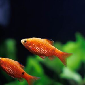 Tisburys Aquatic Centre