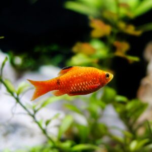 Tisburys Aquatic Centre