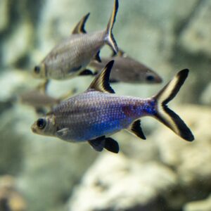 Tisburys Aquatic Centre