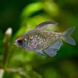 Tisburys Aquatic Centre