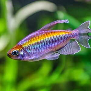 Tisburys Aquatic Centre