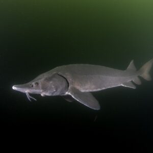 Tisburys Aquatic Centre