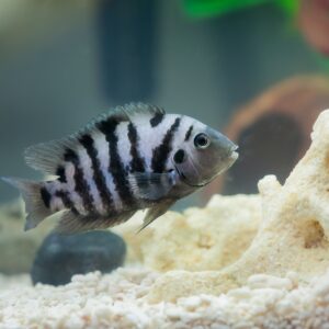 Tisburys Aquatic Centre