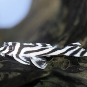 Tisburys Aquatic Centre