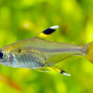 Tisburys Aquatic Centre