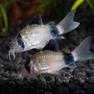 Tisburys Aquatic Centre