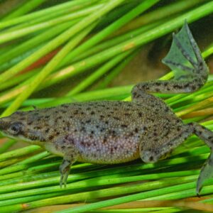 Tisburys Aquatic Centre