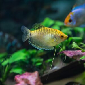 Tisburys Aquatic Centre