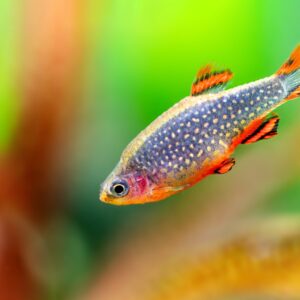 Tisburys Aquatic Centre