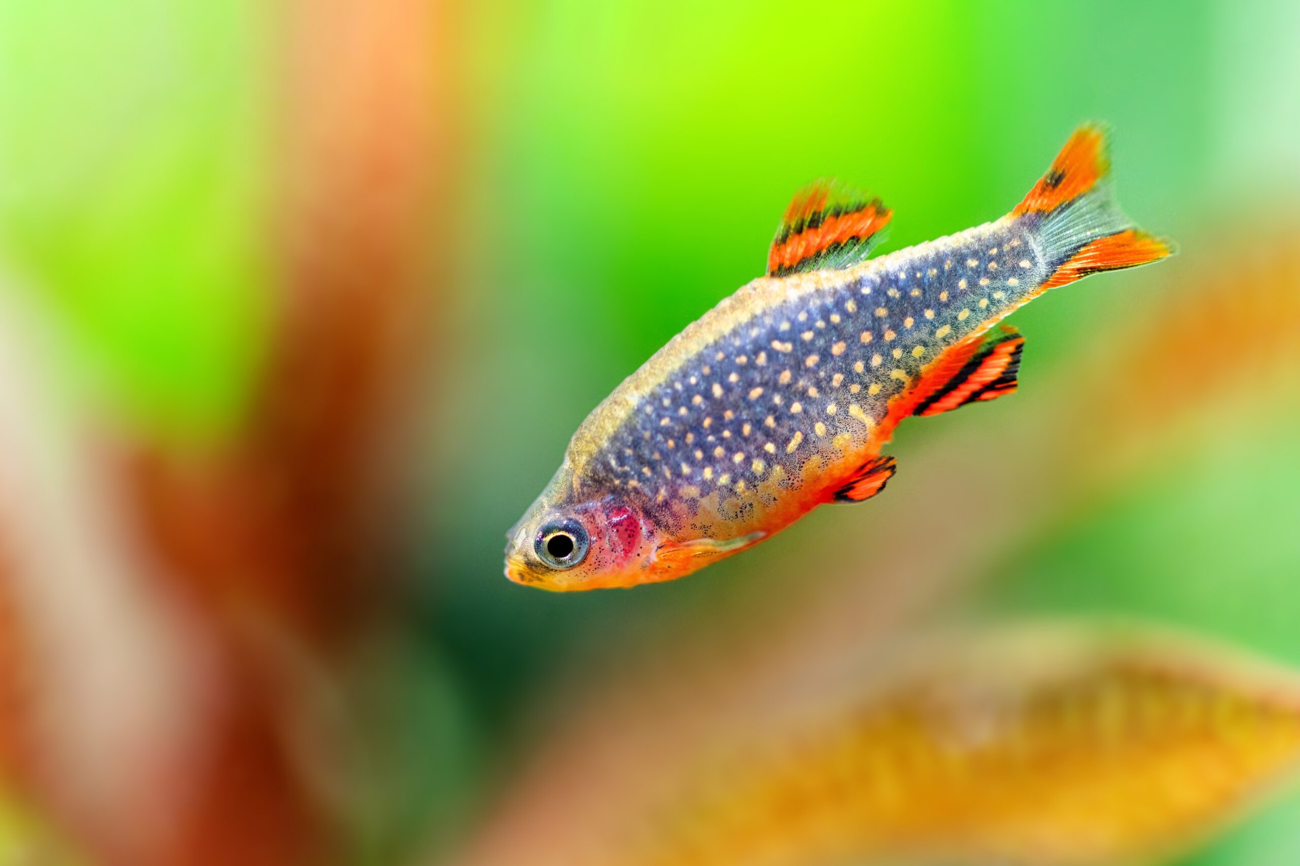 Tisburys Aquatic Centre Tisburys Aquatic Centre