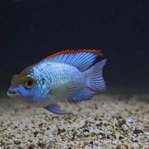 Tisburys Aquatic Centre
