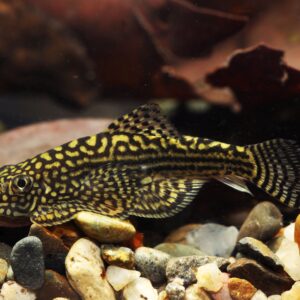 Tisburys Aquatic Centre