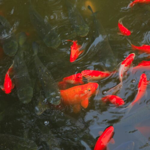 Tisburys Aquatic Centre
