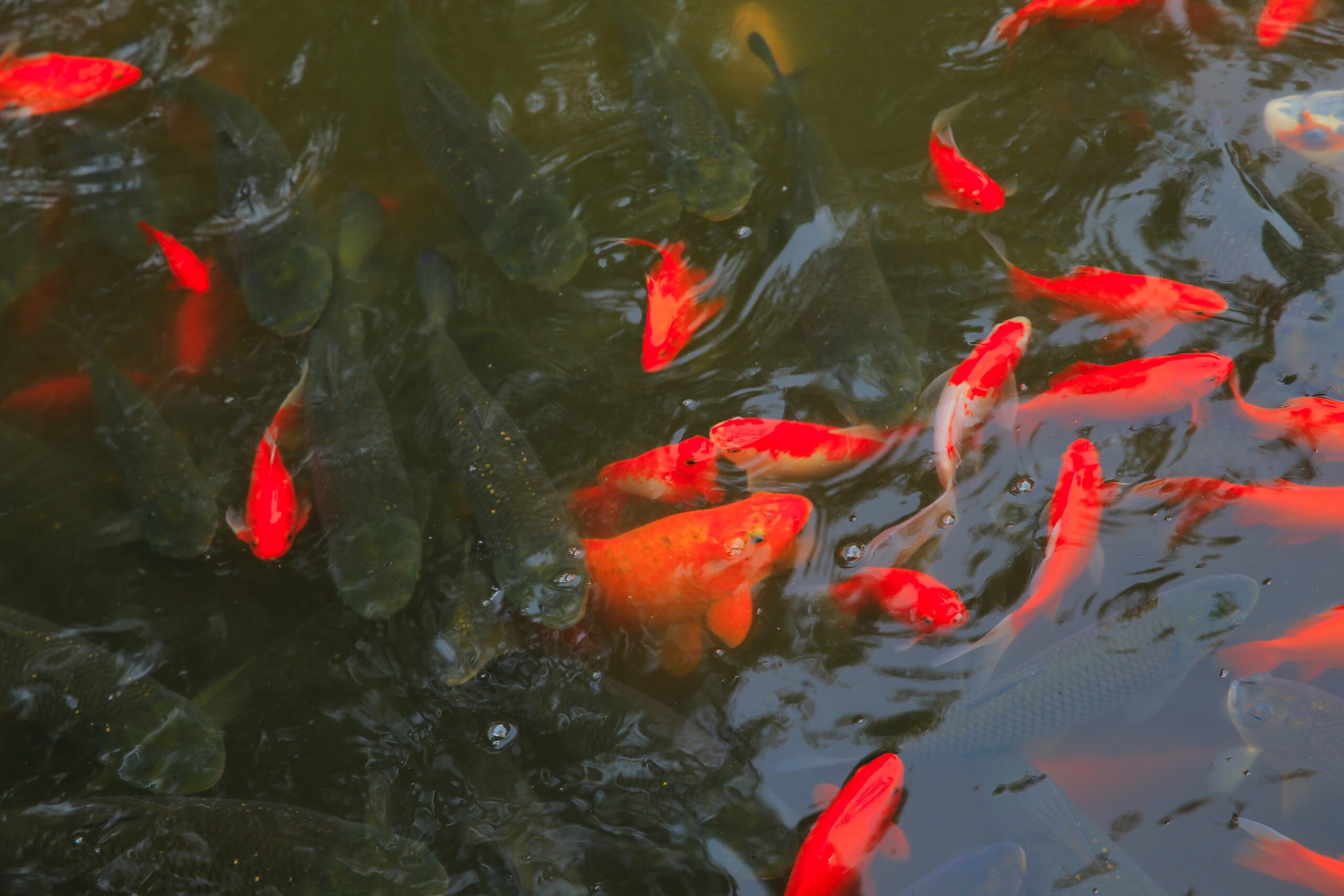 Tisburys Aquatic Centre Tisburys Aquatic Centre