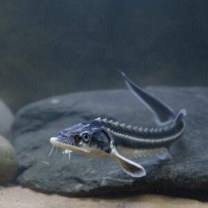Tisburys Aquatic Centre