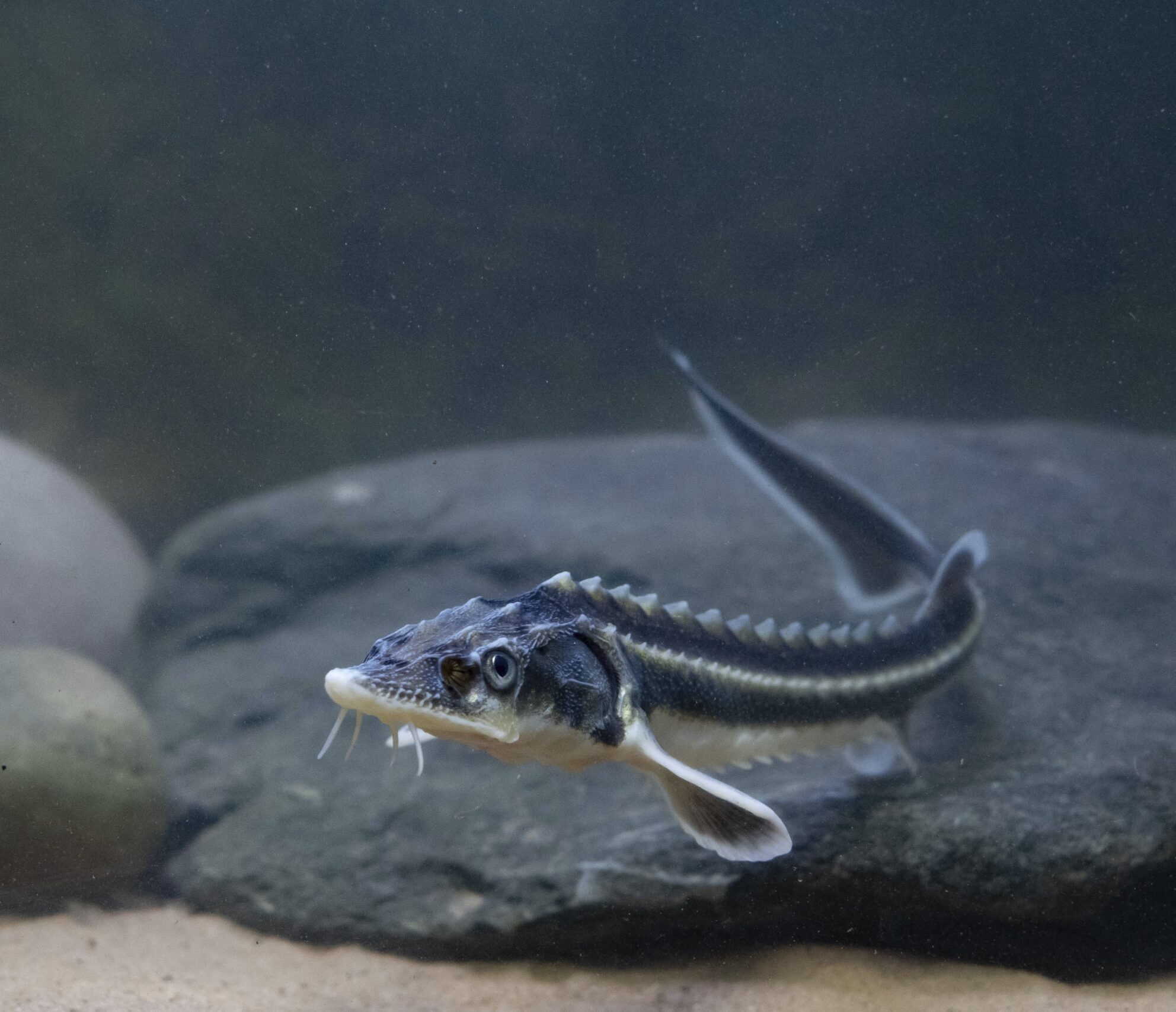 Tisburys Aquatic Centre Tisburys Aquatic Centre