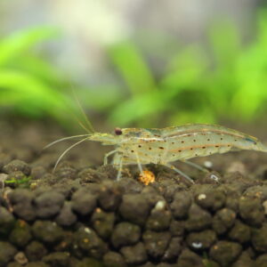 Tisburys Aquatic Centre