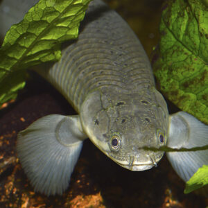 Tisburys Aquatic Centre