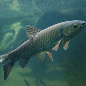 Tisburys Aquatic Centre