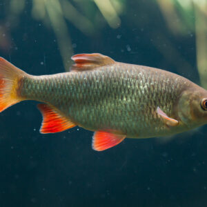 Tisburys Aquatic Centre