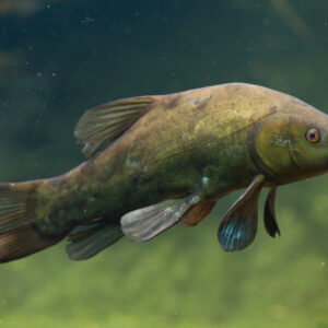 Tisburys Aquatic Centre