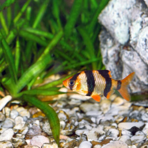 Tisburys Aquatic Centre