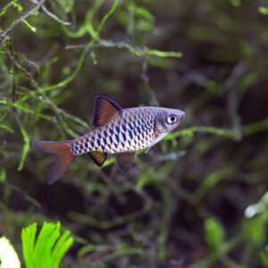 Tisburys Aquatic Centre