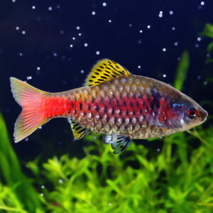 Tisburys Aquatic Centre