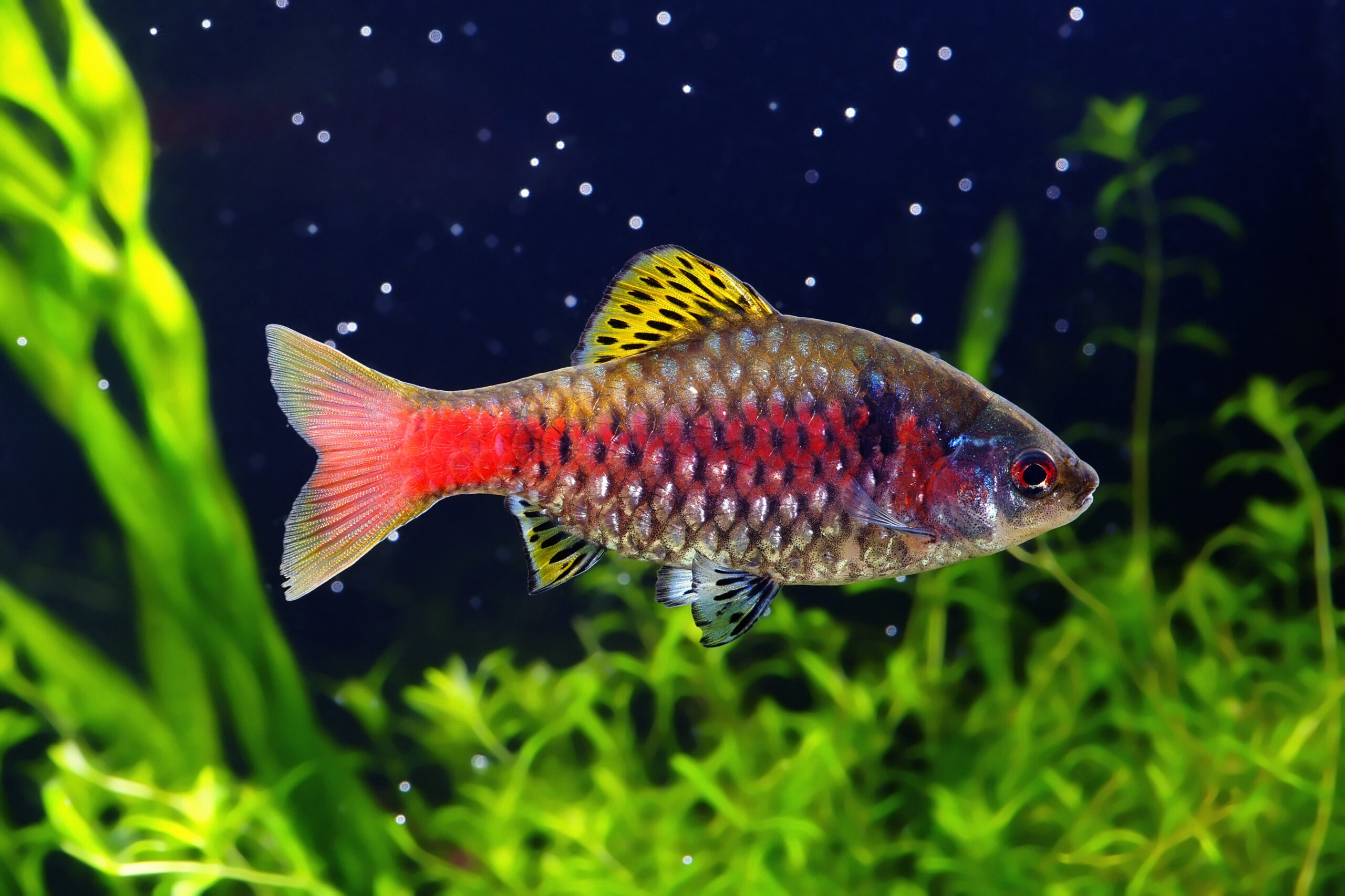 Tisburys Aquatic Centre Tisburys Aquatic Centre