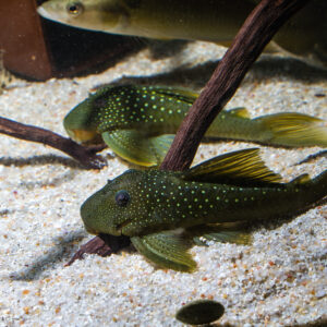 Tisburys Aquatic Centre