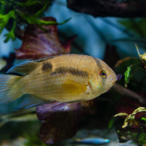 Tisburys Aquatic Centre