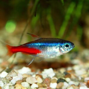 Tisburys Aquatic Centre