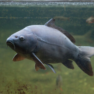 Tisburys Aquatic Centre