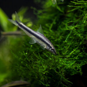 Tisburys Aquatic Centre